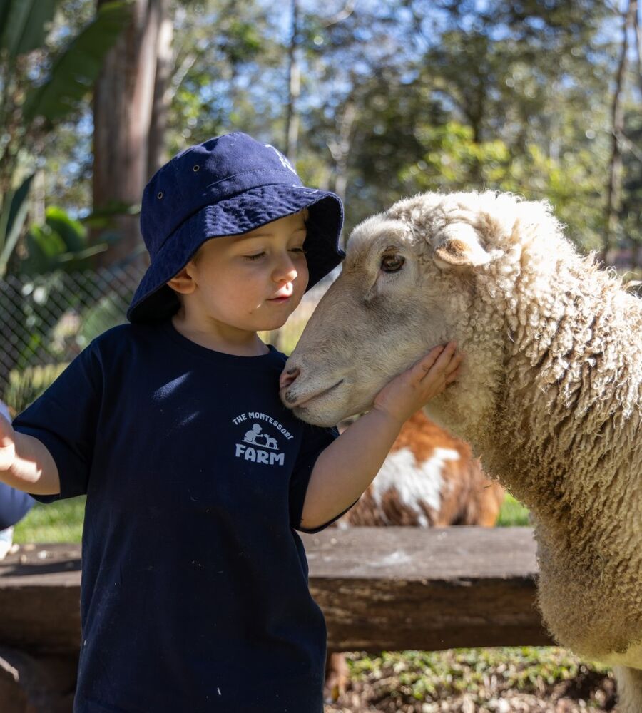 A child at the farm reaching out to a sheep