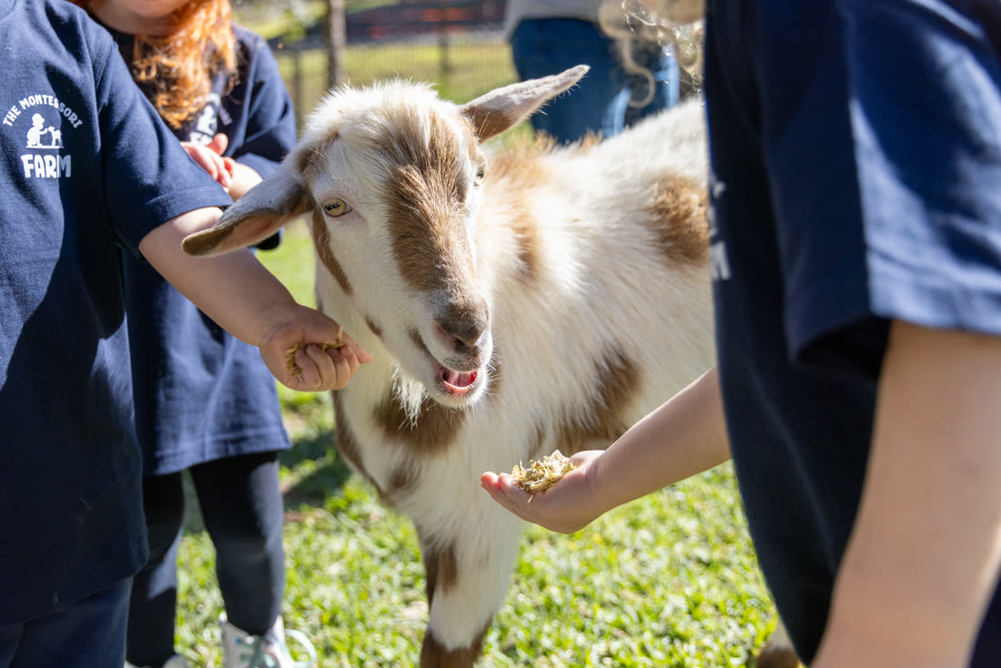 Children patting a miniature goat