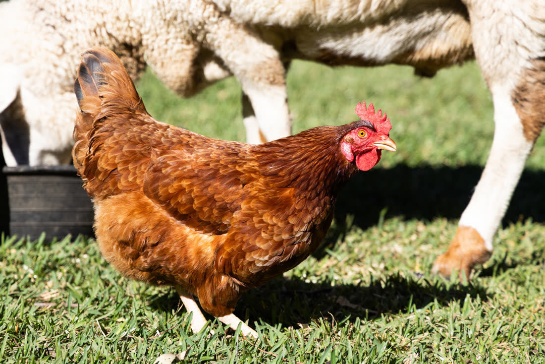 A chicken roaming on the grass