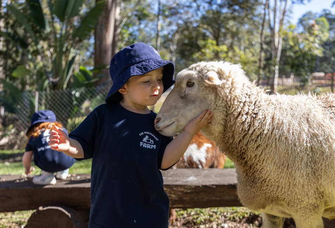 A child face to face with one of the sheep
