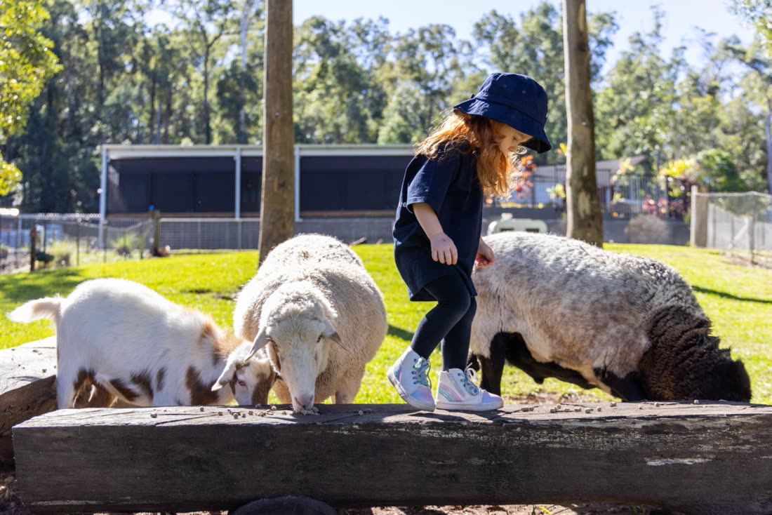 A child balancing on a log with the sheep and goats