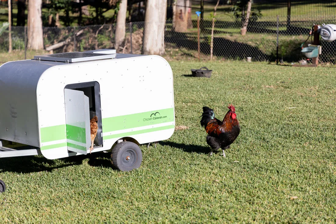 Chickens and the mobile chicken coop on the farm