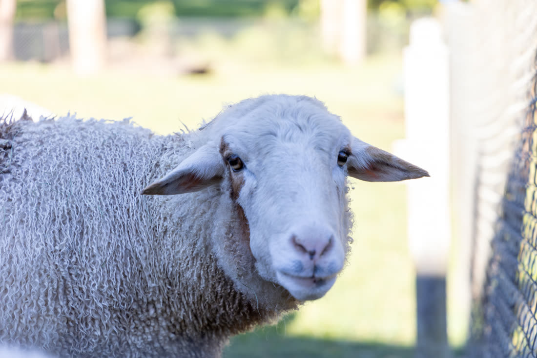 One of the sheep by the fence