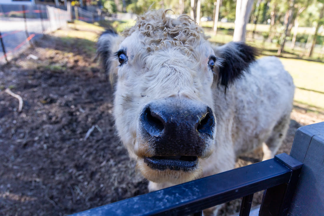 One of the cows saying hello up close