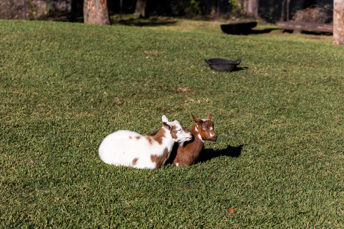 Miniature goats resting on the grass
