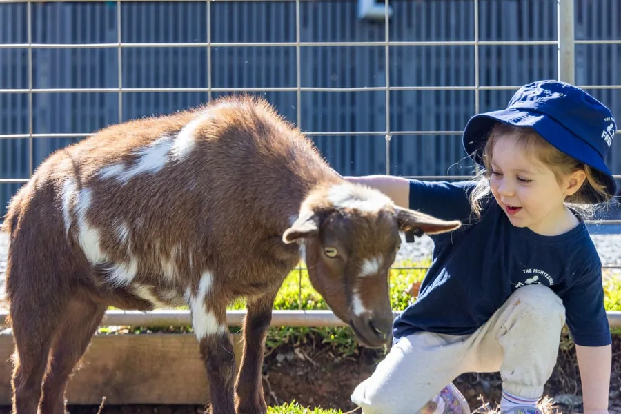A child feeding one of the miniature goats