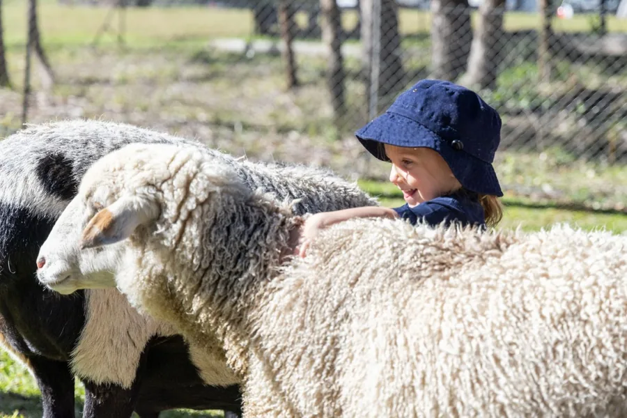A child hugging a sheep from the flock